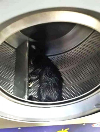 马来西亚男子捉3只流浪猫塞入自助洗衣机「搅死」。网上图片