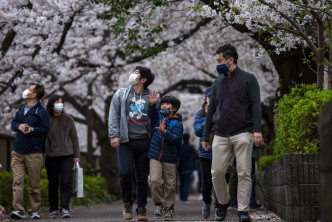 日本多地櫻花較往年更早「滿開」。AP資料圖片