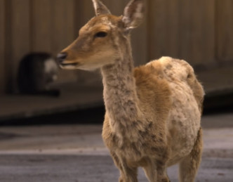 疫情下，奈良公园的梅花鹿没有被游客过度喂饲。