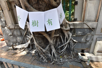 示威者掛上「古樹有情」標語。