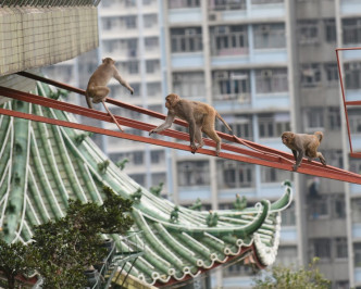 猴子闖入市區覓食時有發生。