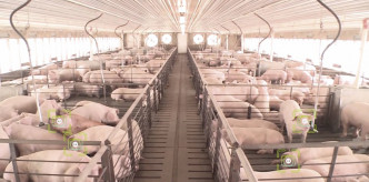 兽医认为若猪只剁成肉块便毫无作用。网图