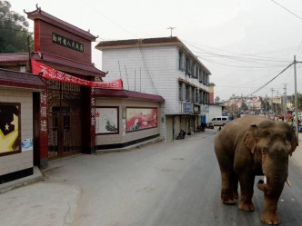 大象離群後在大街上亂逛。