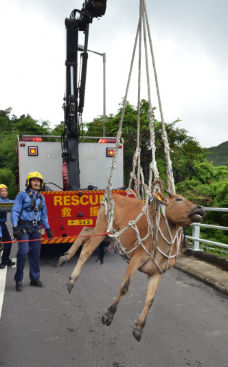 西貢北潭路近麥理浩夫人渡假村的一處山坡，今早附近村民發現一隻約兩米長的黃牛，跌落5米斜坡下。林思明攝