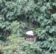 鹭鸟在树上筑巢。影片截图