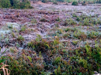 大帽山山麓下草丛部分结霜。网民Jane Kwan
图片