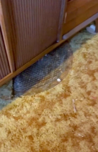 Jennifer与丈夫在移动家具时发现地毯下有个井盖。Tic Tok截图
