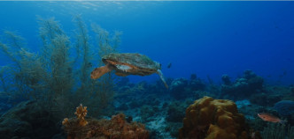 摄制队在美国佛罗里达州开始寻找野生海龟。