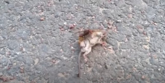 老鼠被大虎頭蜂糾纏攻擊。（影片截圖）