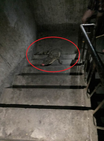 鳄鱼竟爬楼梯到民居二楼。