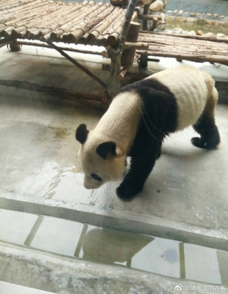 熊貓瘦到見到骨架。網上圖片