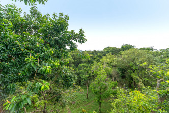 站于露台，前望翠绿树景，环境清幽。