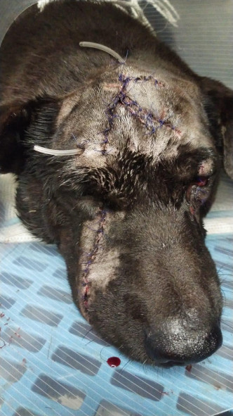 被虐待唐狗伤势严重，或危及视力或求生能力。毛孩守护者facebook图片