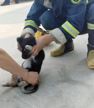 小狗被两名消防员捉住四条腿强迫做sit up。