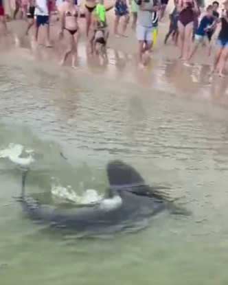 鲨鱼靠近海岸时，大批泳客被吓得逃回岸上。网图