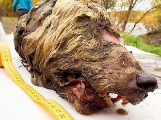 西伯利亚发现野狼头骨。网图