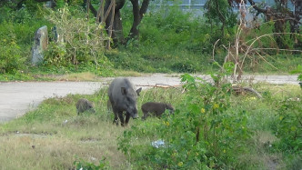 多隻野豬在西貢輋下村一帶出現。