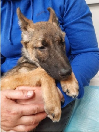 三個月大的德國牧羊幼犬受傷後露出一臉無辜的表情。