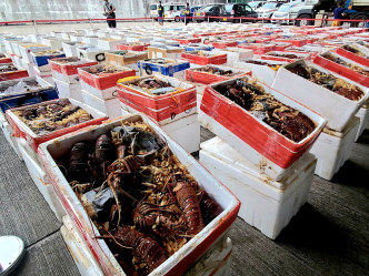 香港海关日前联同内地海关破一个走私龙虾只团。资料图片