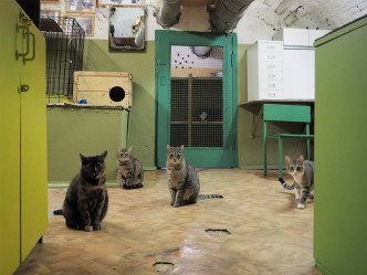 50隻貓居住在隱士廬博物館內。hermitagecats Instagram圖片