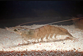 图为养殖白虾。 网上图片