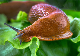 蛞蝓（俗称鼻涕虫）有不少寄生虫。资料图片