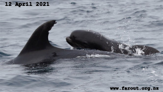 寬吻海豚身邊有一條疑似小領航鯨跟在旁。fb