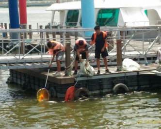 當局派員到淡水河撈起魚屍。