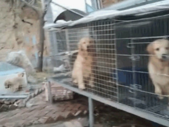 这些狗疑是偷来被关进笼内。网图