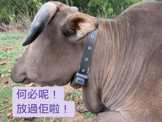 牛牛戴上追踪器，引起社会关注。 西贡十四乡村牛关注组FB图