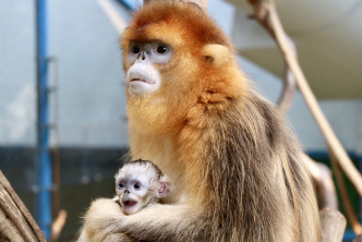 海洋公园诞生的第二只川金丝猴宝宝