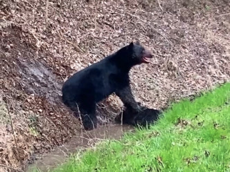 黑熊將掌放在野豬身上，並四周張望。影片截圖