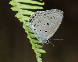 非常罕见薰衣琉璃灰蝶。图:绿色力量