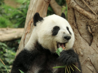 大熊猫盈盈。海洋公园提供