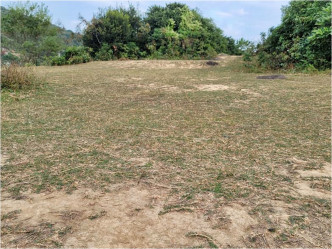 塔門的草地已沒有青草可供牛隻吃。FB專頁「西貢牛」圖片