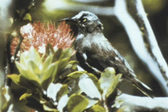 已絕種物種 : Kauai O'o