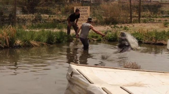 鱷魚突然在水中躍起，並張開口向Jay的手部施襲。