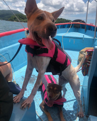 两爱犬有得出海玩好开心，Shocking pink救生衣超醒。