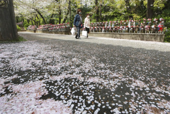 东京的樱花上周初宣告「满开」。AP资料图片