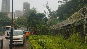 卫理道大树压住旺角东东铁线的路段。