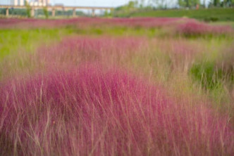 灞河左岸生态公园的粉黛乱子草经历观赏期，吸引了众多市民游客打卡。网上图片