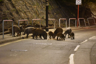 多只野猪从山上跑到马路上食面包。