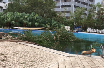 大樹塌泳池滿目瘡痍，男拔復課學生助清理。男拔影片截圖