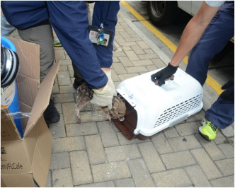 漁護署人員這生還的初生小野豬放入膠箱運走。