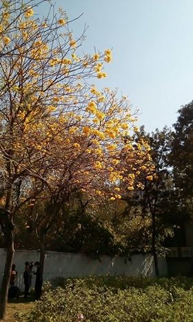 南昌公园黄花风铃木已经盛放。读者Kwok Shun Nok Harry提供