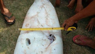 巨型魷魚寬約0.5米。（網圖）