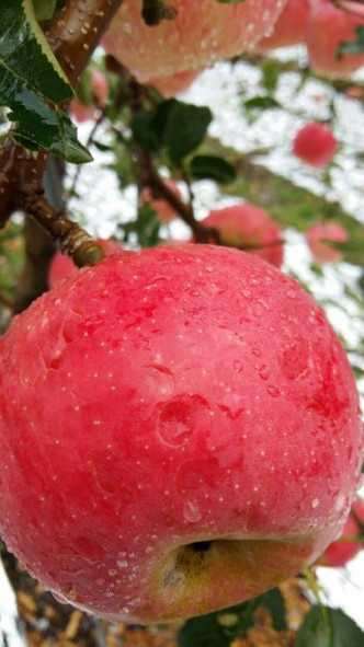 冰雹將蘋果打凹。網上圖片