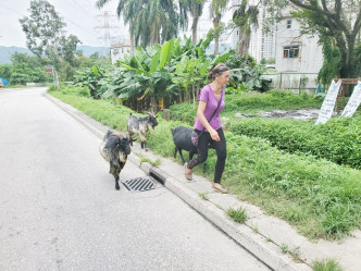 飼養主婆婆其後出現並帶羊群回家。