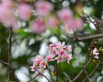 將軍澳單車館公園的櫻花亦逐漸盛開。郭顯熙攝