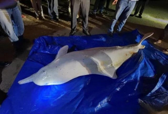 白海豚被發現後，證實死亡。網圖